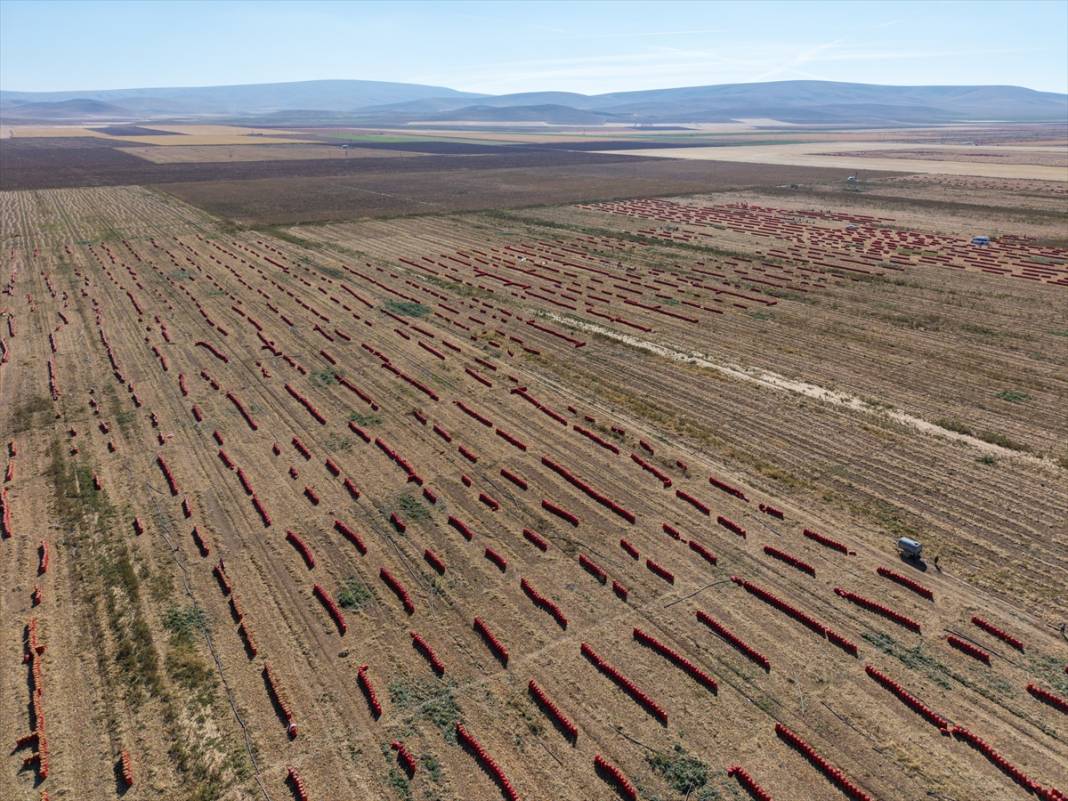 Konya Ovası’nda tablo gibi hasat 3